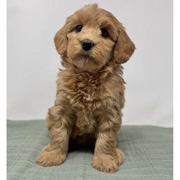 Kit - Apricot female Australian Labradoodle puppy in Sacramento, California from Little Farmstead Labradoodles
