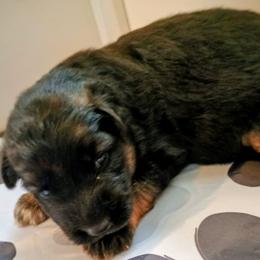 German Shepherd Puppies from Furman German Shepherds