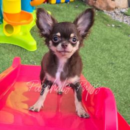 Vegas - Chocolate and tan male Chihuahua puppy in Bowdon, Georgia from Paschal's Pups