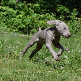 Weimaraner Puppies from Always Faithful Weimaraners