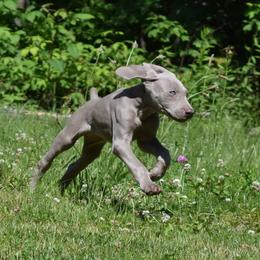 Weimaraner Puppies from Always Faithful Weimaraners