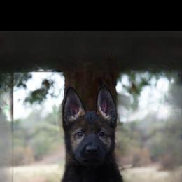 German Shepherd Puppies from Yosemite Shepherds