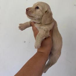 Mary - Cream female Dachshund puppy in Conway, Missouri from Ozark Mountain Kennel