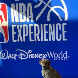 Labrador Retrievers from Merrills Detector Dog Services