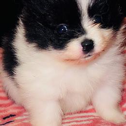 Betty Boo - Black parti female Pomeranian puppy in Miami, Florida from Couture Pomeranians