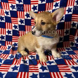 Blue Stripe - Red male Miniature Pinscher puppy in Eaton, New York from Snomoon Miniature Pinschers  & Pembroke Welsh Corgi