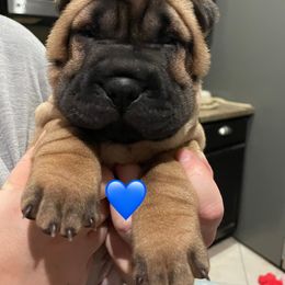 Female Puppies - Red fawn female Chinese Shar-Pei puppy in Wesley Chapel, Florida from Sunspire Shar-Pei