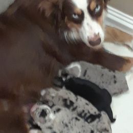 Australian Shepherd Puppies from 4H Aussies