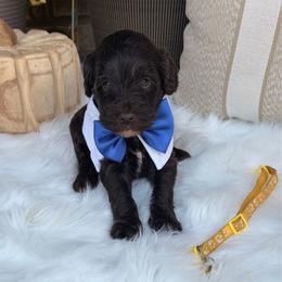 Yellow collar boy - Chocolate male Goldendoodle puppy in Arab, Alabama from White Blossom Farms