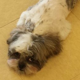 Shih Tzus from Liz’ Shih Tzu Companions