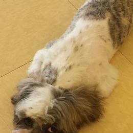 Shih Tzus from Liz’ Shih Tzu Companions