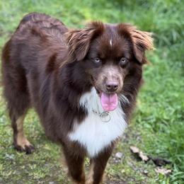 Aloy - Miniature American Shepherd