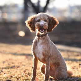 Millie - Goldendoodle