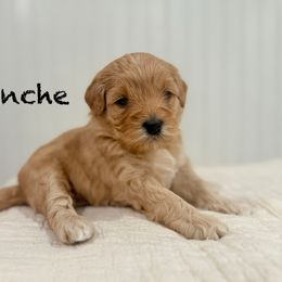 Girl 4 - Red  female Goldendoodle puppy in Springville, Utah from JW Doodles
