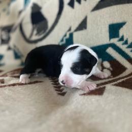 Monica - Black tri female Miniature Australian Shepherd puppy in Bethany, Illinois from Rachel at Marrowbone Creek Aussies