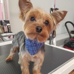 Rudy - Yorkshire Terrier