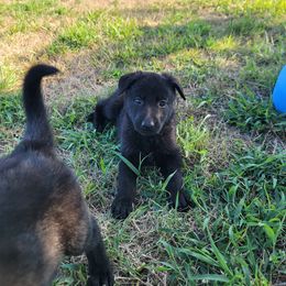 German Shepherd Puppies from Woodhill K9
