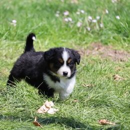 Border Collie, English Setter, and Miniature American Shepherd Puppies from First Harmony Farms