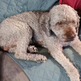Truman - Lagotto Romagnolo