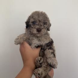 Goldendoodle and Poodle Puppies from Luxipawspoodlesanddoodles