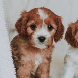 Cavapoos from Idaho Doodles