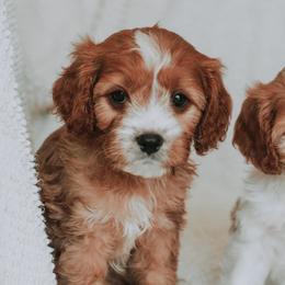 Cavapoos from Idaho Doodles