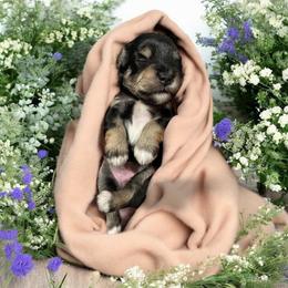 Yellow Collar Female - Black and silver female Miniature Schnauzer puppy in Sacramento, California from Hardcastle Family Schnauzer’s