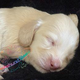 Cosmo - Cream male Dachshund puppy in Peyton, Colorado from Dachshund Universe