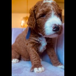 Napa - Apricot female Goldendoodle puppy in Lancaster, California from Kid's Best Doodle