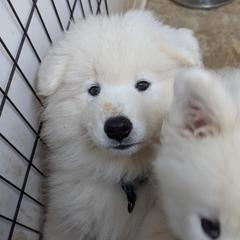 Samoyed Puppies from Brandy Burke