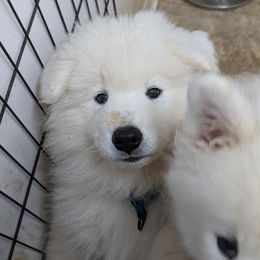 Samoyed Puppies from Brandy Burke