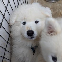 Samoyed Puppies from Brandy Burke
