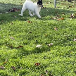 Collie Puppies from Diamund Collies