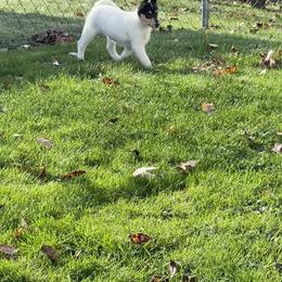 Collie Puppies from Diamund Collies