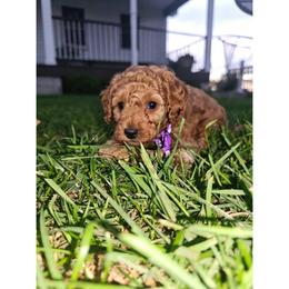 Tucker - Apricot male Poodle puppy in Queens, New York from Pawfect Soul Puppies