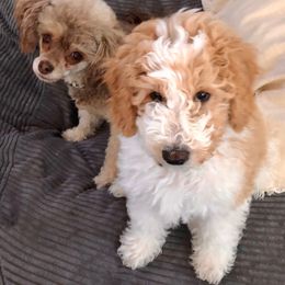 Australian Labradoodle, Double Doodle, Goldendoodle, and Labradoodle Puppies from Lake Mountain Doodle