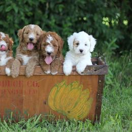Assorted Doodle Crosses, Aussiedoodles, and Goldendoodles from Lucky Dog Puppies