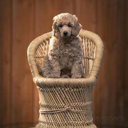 Poodle Puppies from Cityscape Moyen Poodles