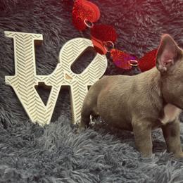 French Bulldog Puppies from The Frenchie Lady Co.