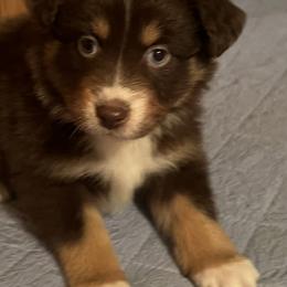 Britt - Red tri-color female Australian Shepherd puppy in Sioux Falls, South Dakota from ER Aussies