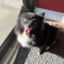 Bay - Pomeranian