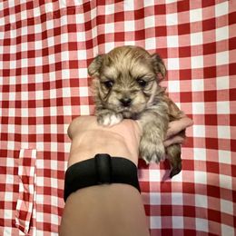 Maltese, Morkie, and Yorkshire Terrier Puppies from California AKC Maltese & Yorkies