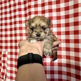 Maltese, Morkie, and Yorkshire Terrier Puppies from California AKC Maltese & Yorkies