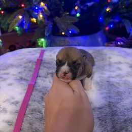 Girl 1 - Red female Pembroke Welsh Corgi puppy in Elberton, Georgia from Lonesome Boone Corgis