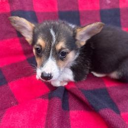 Blaze girl - Black and tan female Pembroke Welsh Corgi puppy in Vineland, New Jersey from Corgis at the Jersey Shore/Frenchie Connection