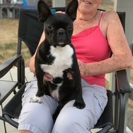 Boston Terrier, Companion Cross, and French Bulldog Puppies from High Plains French Bulldogs,Boston Terriers and Frenchtons.