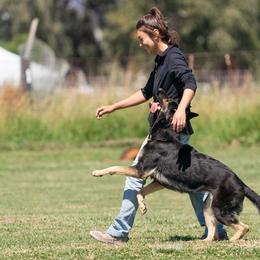 Buffy - German Shepherd