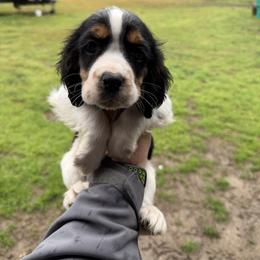 Girl 3 - Black white and tan female English Springer Spaniel puppy in Bonifay, Florida from Sherrouse English Springer Spaniels