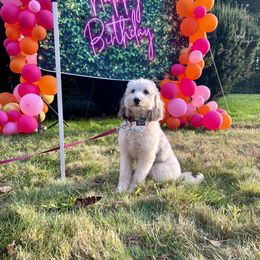 Sophie - Aussiedoodle
