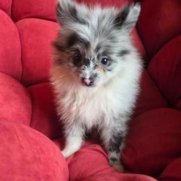 Hunnibunnies blizzard - Blue merle female Pomeranian puppy in Cleveland, Ohio from Hunnibunnies